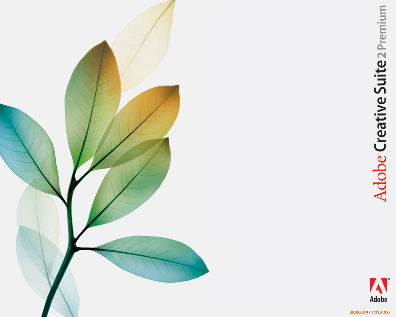 adobo, creative, suit, , adobe